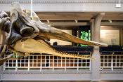 manchester museum 9-2023 8841